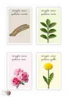 anteprima - Flashcard - Carte NATURA - scopro texture e consistenze - Pagina 3