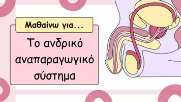 Προεπισκόπηση - Παρουσιάσεις - Το ανδρικό αναπαραγωγικό σύστημα - Εξώφυλλο