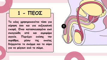 Προεπισκόπηση - Παρουσιάσεις - Το ανδρικό αναπαραγωγικό σύστημα - Σελίδα 2
