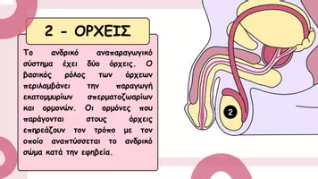 Προεπισκόπηση - Παρουσιάσεις - Το ανδρικό αναπαραγωγικό σύστημα - Σελίδα 3