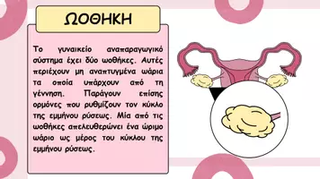 Προεπισκόπηση - Παρουσιάσεις - Το γυναικείο αναπαραγωγικό σύστημα - Σελίδα 2