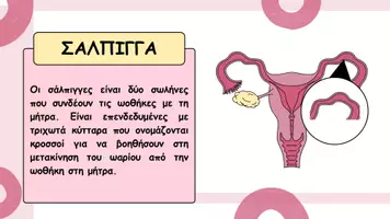 Προεπισκόπηση - Παρουσιάσεις - Το γυναικείο αναπαραγωγικό σύστημα - Σελίδα 3