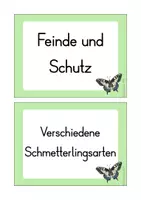 Vorschau - Poster - Schmetterlinge: Reihentransparenz (Kl. 2-4) - Seite 3