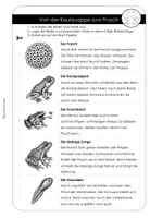 Vorschau - Arbeitsblätter - Metamorphose Frosch – Sachunterricht, ab 1. Klasse - Seite 2