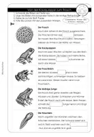 Vorschau - Arbeitsblätter - Metamorphose Frosch – Sachunterricht, ab 1. Klasse - Seite 3