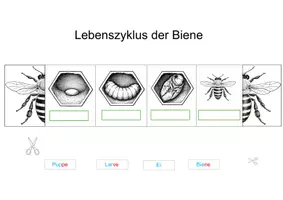 Vorschau - Arbeitsblätter - Lebenszyklus der Biene Faltheft - Seite 1