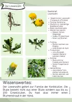 Vorschau - Arbeitsblätter - Löwenzahn / Frühblüher / Wiese / Blumen / Sommer / KITA / GS - Seite 3