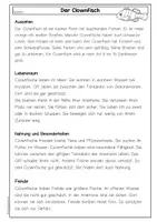 Vorschau - Arbeitsblätter - Sachtext Clownfisch, Leseverständnis, differenziert mit Fragen & Steckbrief, Deutsch Klasse 3 & 4 - Seite 3