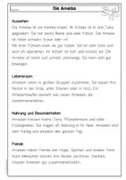 Vorschau - Arbeitsblätter - Sachtext Ameise, Leseverständnis, differenziert mit Fragen & Steckbrief, Deutsch Klasse 3 & 4 - Seite 2