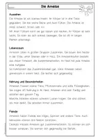 Vorschau - Arbeitsblätter - Sachtext Ameise, Leseverständnis, differenziert mit Fragen & Steckbrief, Deutsch Klasse 3 & 4 - Seite 3