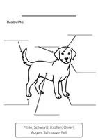 Vorschau - Arbeitsblätter - Haustier - Hund - Seite 1