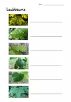Vorschau - Arbeitsblätter - Arbeitsblatt Bäume bestimmen (Laubbäume) Klasse 4 , 5, 6, - Deckblatt