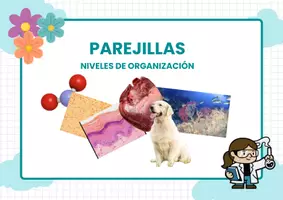 Vista previa - Juegos / Gamificación - Recurso PAREJILLAS: Niveles de organización - página 1