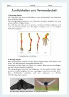 Vorschau - Arbeitsblätter - Ähnlichkeiten und Verwandtschaft – Homologie und Analogie (Arbeitsblatt mit Tabelle & Partneraufgaben) - Seite 2