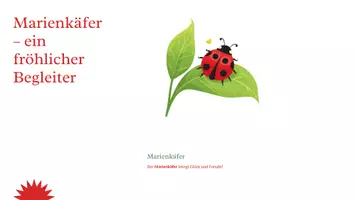 Vorschau - Bildkarten - Geschichtensäckchen Marienkäfer | Frühling Kita | Sprachförderung Kindergarten | Morgenkreis Idee | Mila der Marienkäfer | Bildkarten & Mitmachgeschichte PDF - Seite 3