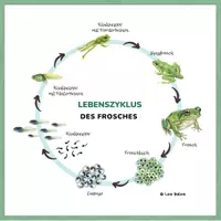 Vorschau - Poster - Frosch Lebenszyklus Kreis – 2 Darstellungen Sachunterricht - Seite 1