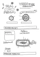 Vorschau - Arbeitsblätter - Study Sheets - Viren & Bakterien - Seite 3