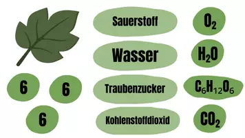 Vorschau - Spiele - Legebild Fotosynthese - einfache und schwierige Version enthalten - Seite 2