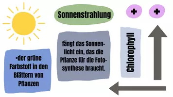 Vorschau - Spiele - Legebild Fotosynthese - einfache und schwierige Version enthalten - Seite 3