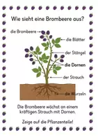 Vorschau - Arbeitsblätter - Alles rund um die Brombeere – Wissens‑ & Mitmachheft (Kindergarten – 1. Klasse) - Seite 1