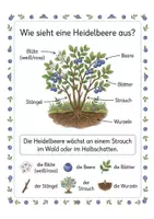 Vorschau - Arbeitsblätter - Alles rund um die Heidelbeere – Wissens- & Mitmachheft (Kita–1. Klasse) - Seite 1