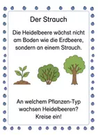 Vorschau - Arbeitsblätter - Alles rund um die Heidelbeere – Wissens- & Mitmachheft (Kita–1. Klasse) - Seite 2
