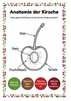 Vorschau - Arbeitsblätter - Alles rund um die Kirsche – Wissens- & Mitmachheft (Kita – 1. Klasse) - Seite 2