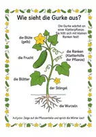 Vorschau - Arbeitsblätter - Alles rund um die Gurke – Wissens- & Mitmachheft (Kita – 1. Klasse) - Seite 1