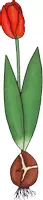 Vorschau - selbst erstellte Cliparts/Grafiken - Clipart Tulpe Freebie - Seite 2