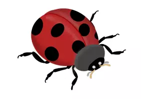 Vorschau - selbst erstellte Cliparts/Grafiken - Clipart-Pack: Insekten | 10 häufige Krabbeltiere - Seite 1
