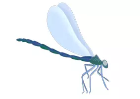Vorschau - selbst erstellte Cliparts/Grafiken - Clipart-Pack: Insekten | 10 häufige Krabbeltiere - Seite 2