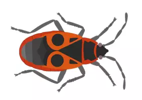 Vorschau - selbst erstellte Cliparts/Grafiken - Clipart-Pack: Insekten | 10 häufige Krabbeltiere - Seite 3