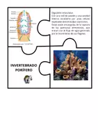 Vista previa - Juegos / Gamificación - RECURSO PUZZLE SOBRE INVERTEBRADOS PARA 1º BACHILLERATO - página 3