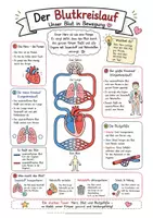 Vorschau - Arbeitsblätter - Blutkreislauf einfach erklärt: Differenzierte Übungsblätter & Poster im Sketchnote-Stil (Bio Sprachsensibel) - Seite 1