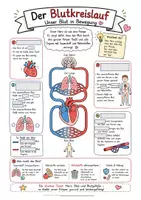 Vorschau - Arbeitsblätter - Blutkreislauf einfach erklärt: Differenzierte Übungsblätter & Poster im Sketchnote-Stil (Bio Sprachsensibel) - Seite 2
