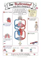 Vorschau - Arbeitsblätter - Blutkreislauf einfach erklärt: Differenzierte Übungsblätter & Poster im Sketchnote-Stil (Bio Sprachsensibel) - Seite 3