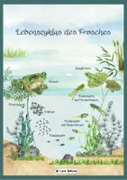 Vorschau - Poster - Frosch im Teich – Lernposter Metamorphose Sachunterricht - Seite 1
