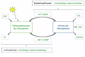 Vorschau - Arbeitsblätter - Photosynthese Licht- und Dunkelreaktionen - Arbeitsblatt Oberstufe - Seite 2