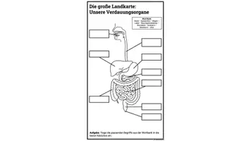 Vorschau - Arbeitsblätter - Das Verdauungssystem des Menschen – Arbeitsblatt mit Abbildung & Beschriftung (Biologie Sek I) - Seite 3