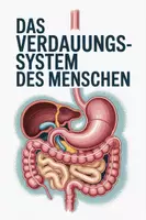 Vorschau - Arbeitsblätter - Das Verdauungssystem des Menschen – Arbeitsblatt mit Abbildung & Beschriftung (Biologie Sek I) - Deckblatt