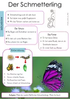 Vorschau - Arbeitsblätter - Schmetterling - Sachtext, Kartei und Arbeitsblatt - Seite 1