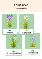 Vorschau - Präsentationen/Tafelbilder - Frühblüher Tafelmaterial - Deckblatt