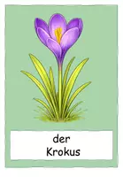 Vorschau - Präsentationen/Tafelbilder - Frühblüher Tafelmaterial - Seite 1