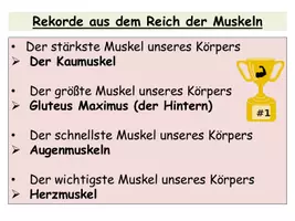 Vorschau - Stundenentwürfe - Muskulatur des Menschen - Interaktive Unterrichtsstunde Klasse 5┃Muskeltypen, Muskelaufbau, Gegenspielerprinzip - sofort einsetzbar - Seite 1
