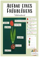 Vorschau - Arbeitsblätter - Tafelmaterial - Aufbau eines Frühblühers (Tulpe) - Deckblatt