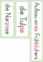 Vorschau - Arbeitsblätter - Tafelmaterial - Aufbau eines Frühblühers (Tulpe) - Seite 2