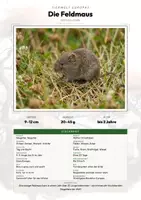Vorschau - Arbeitsblätter - Feldmaus Steckbrief – Tiere Europas | Sachunterricht Grundschule Arbeitsblatt - Deckblatt