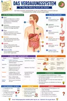 Vorschau - Merkblätter - Verdauungssystem - Spickzettel & Übersicht Biologie - Seite 1