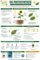 Vorschau - Merkblätter - Photosynthese - Spickzettel & Übersicht Biologie - Seite 1