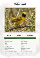 Vorschau - Arbeitsblätter - Webervogel Steckbrief – Lesetext, Lückentext, Weltkarte & Arbeitsblatt - Deckblatt